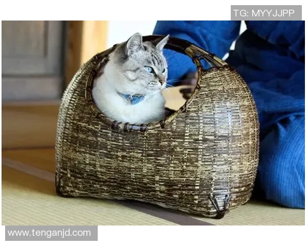 聚焦绿茵巨星爱宠揭秘足球球星与猫咪之间的温情故事 聚焦绿茵巨星爱宠揭秘足球球星与猫咪之间的温情故事